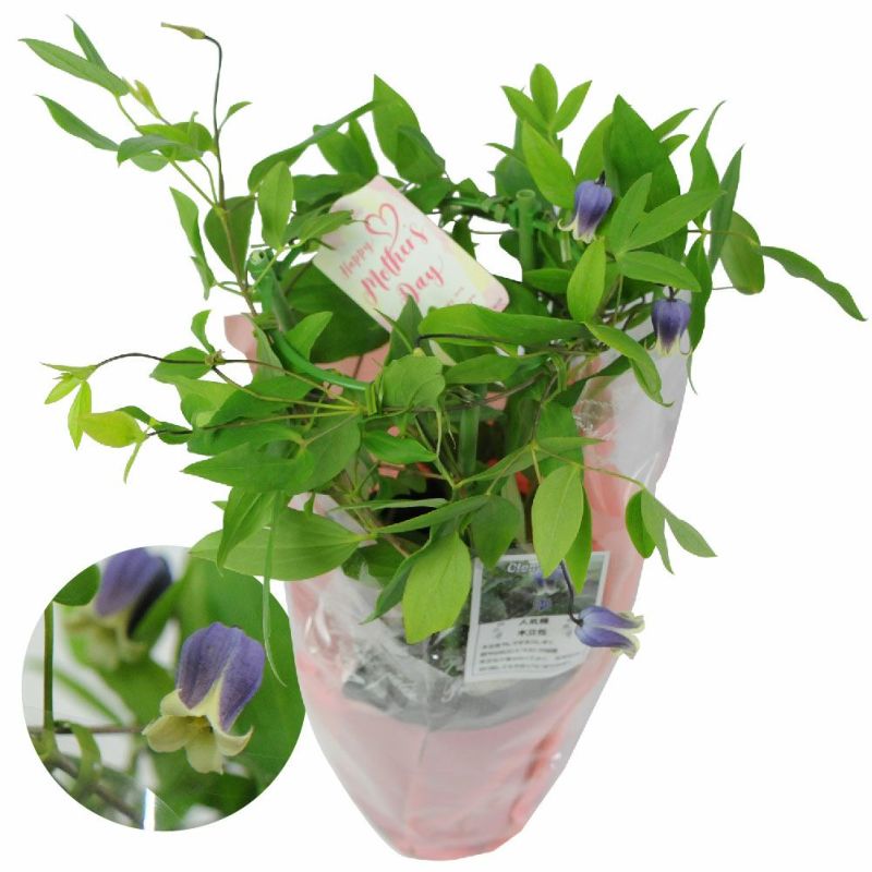 クレマチス 雫4号鉢