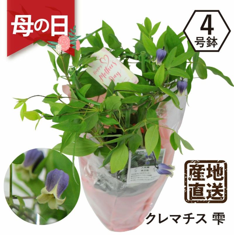 クレマチス 雫4号鉢