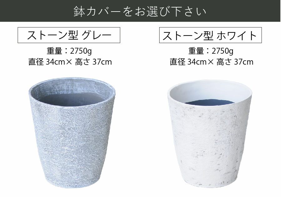 ドラセナ マッサンゲアナ8号鉢 鉢カバー付き