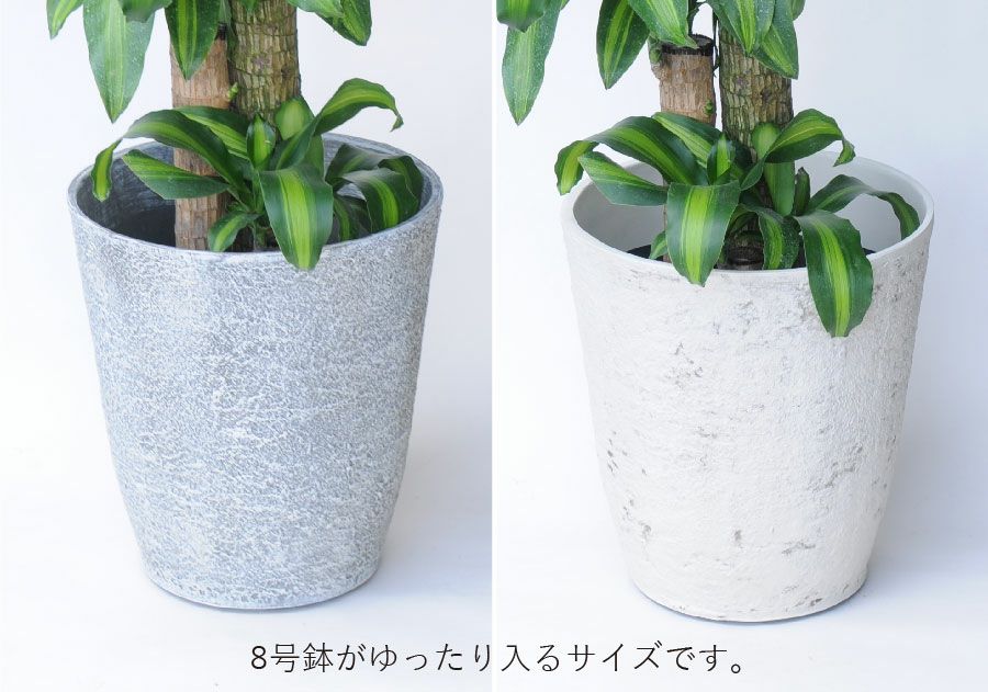 ドラセナ マッサンゲアナ8号鉢 鉢カバー付き