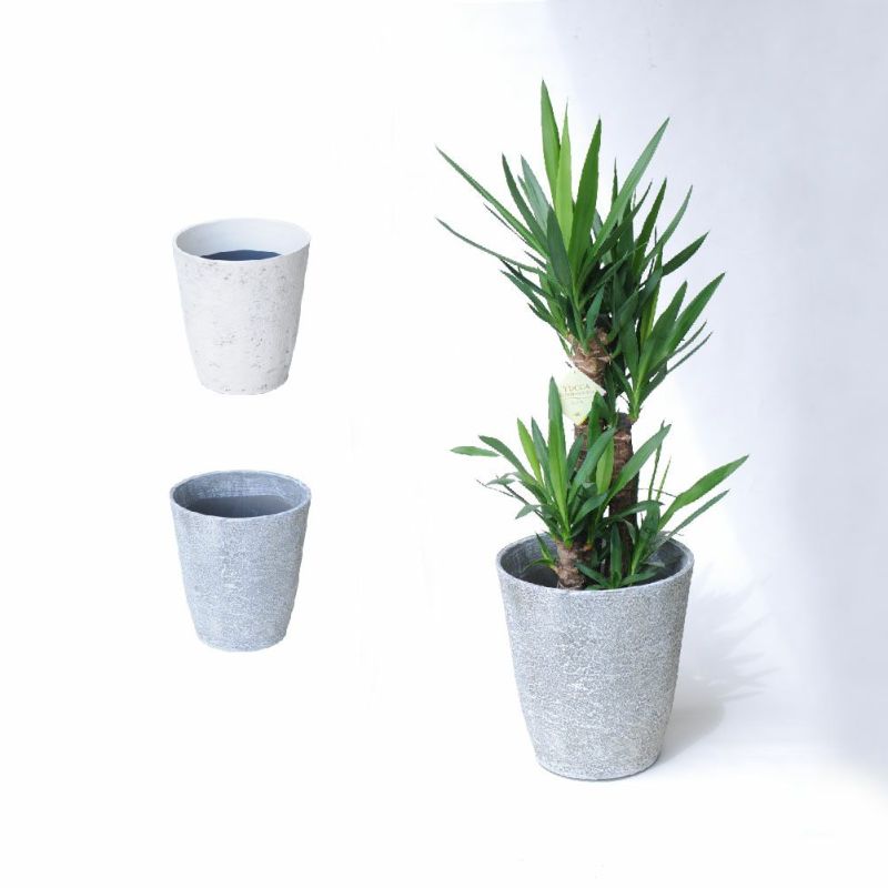 耐寒性がとても強く、乾燥にも強い、とても育てやすい観葉植物。
  
  観葉植物 ドラセナ ユッカ 8号鉢 選べる鉢カバー付き