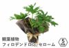 観葉植物フィロデンドロン セローム 5号鉢