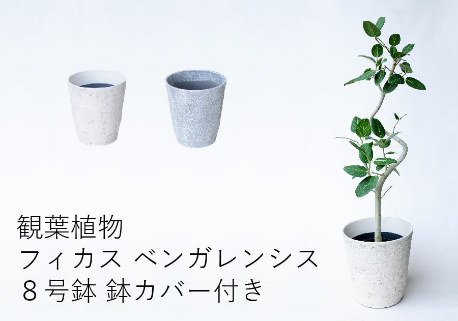観葉植物 フィカス・ベンガレンシス８号鉢 鉢カバー付き