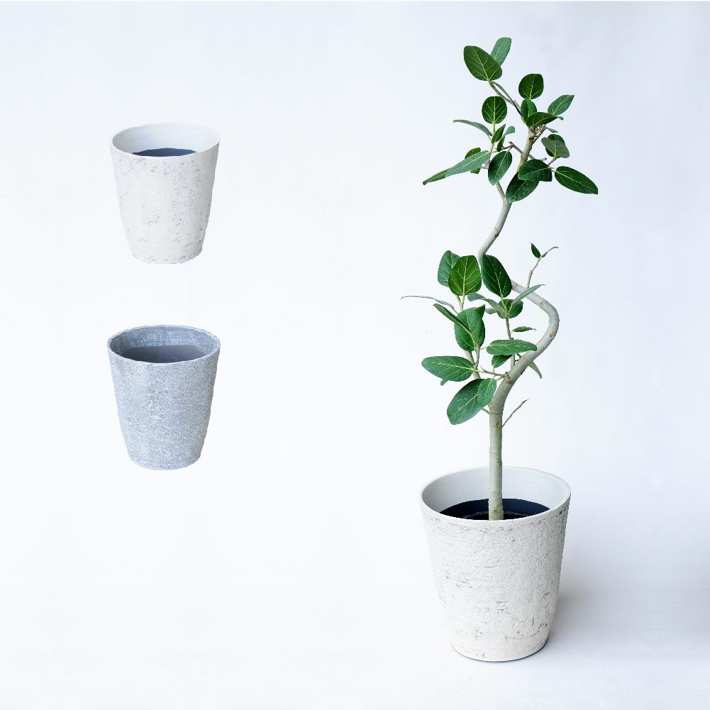 観葉植物 フィカス・ベンガレンシス８号鉢 鉢カバー付き