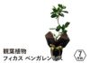 観葉植物 フィカス・ベンガレンシス 7号鉢