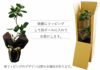 観葉植物 フィカス・ベンガレンシス 7号鉢