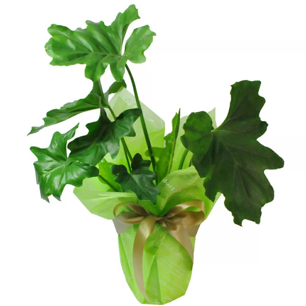 セローム 6号鉢 観葉植物