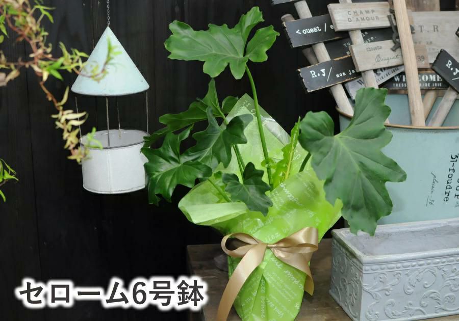 セローム 6号鉢 観葉植物