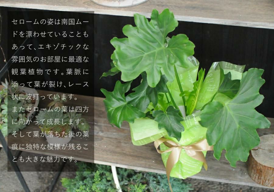 セローム 6号鉢 観葉植物
