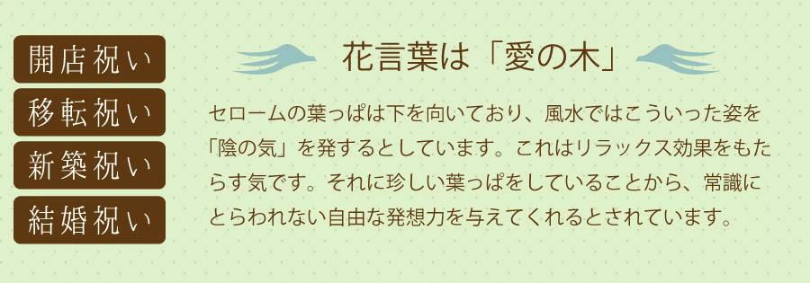 セローム 6号鉢 観葉植物