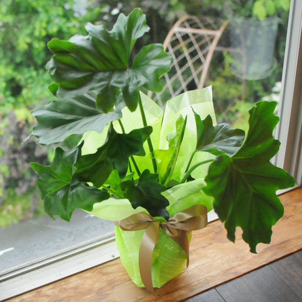 セローム 6号鉢 観葉植物