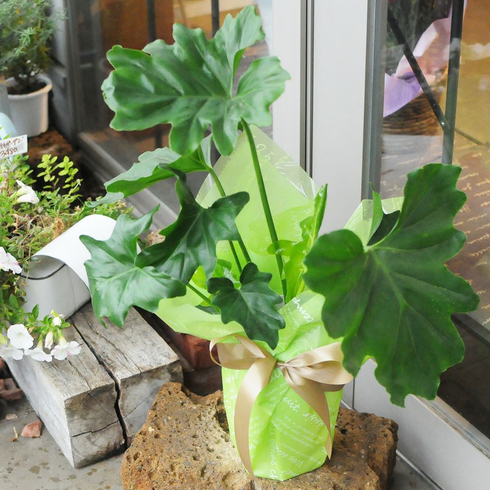 セローム 6号鉢 観葉植物