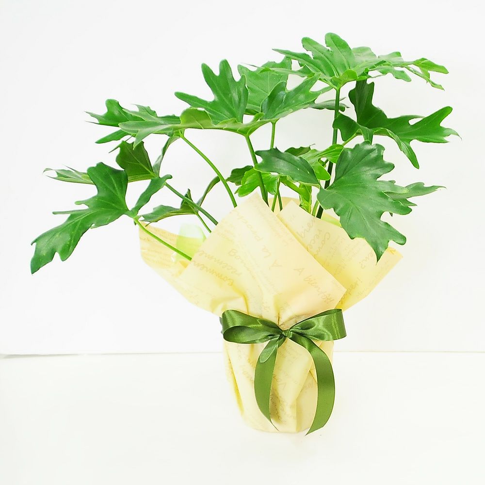 セローム 6号鉢 観葉植物