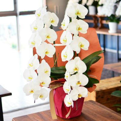 蘭のフレンズミディー胡蝶蘭 3本立 5.5号鉢 産地直送 | 花工房