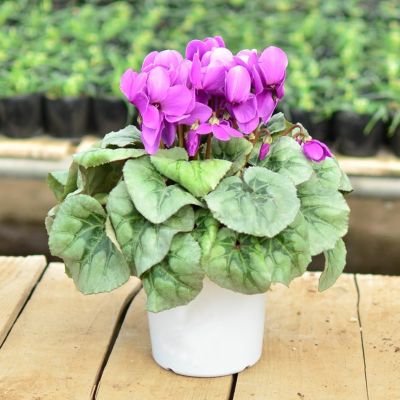 観葉植物 New shop open!!［+PLANTs Lab ］ | 島田グリーンセンター