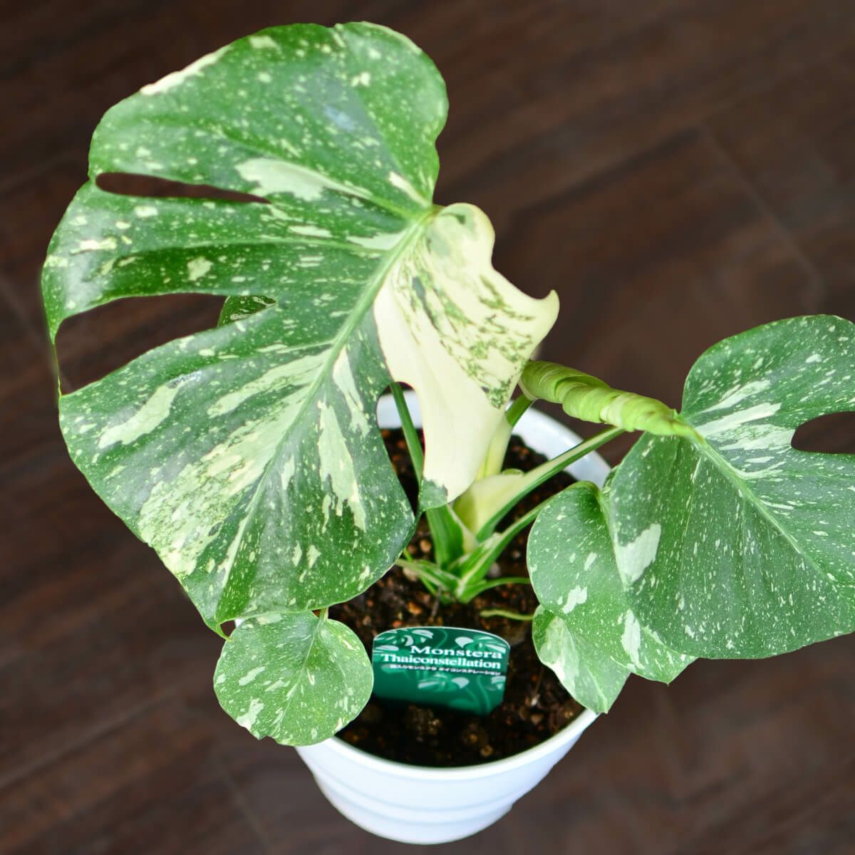 フィカス ベリーズ 7号鉢 ゴムの木 観葉植物